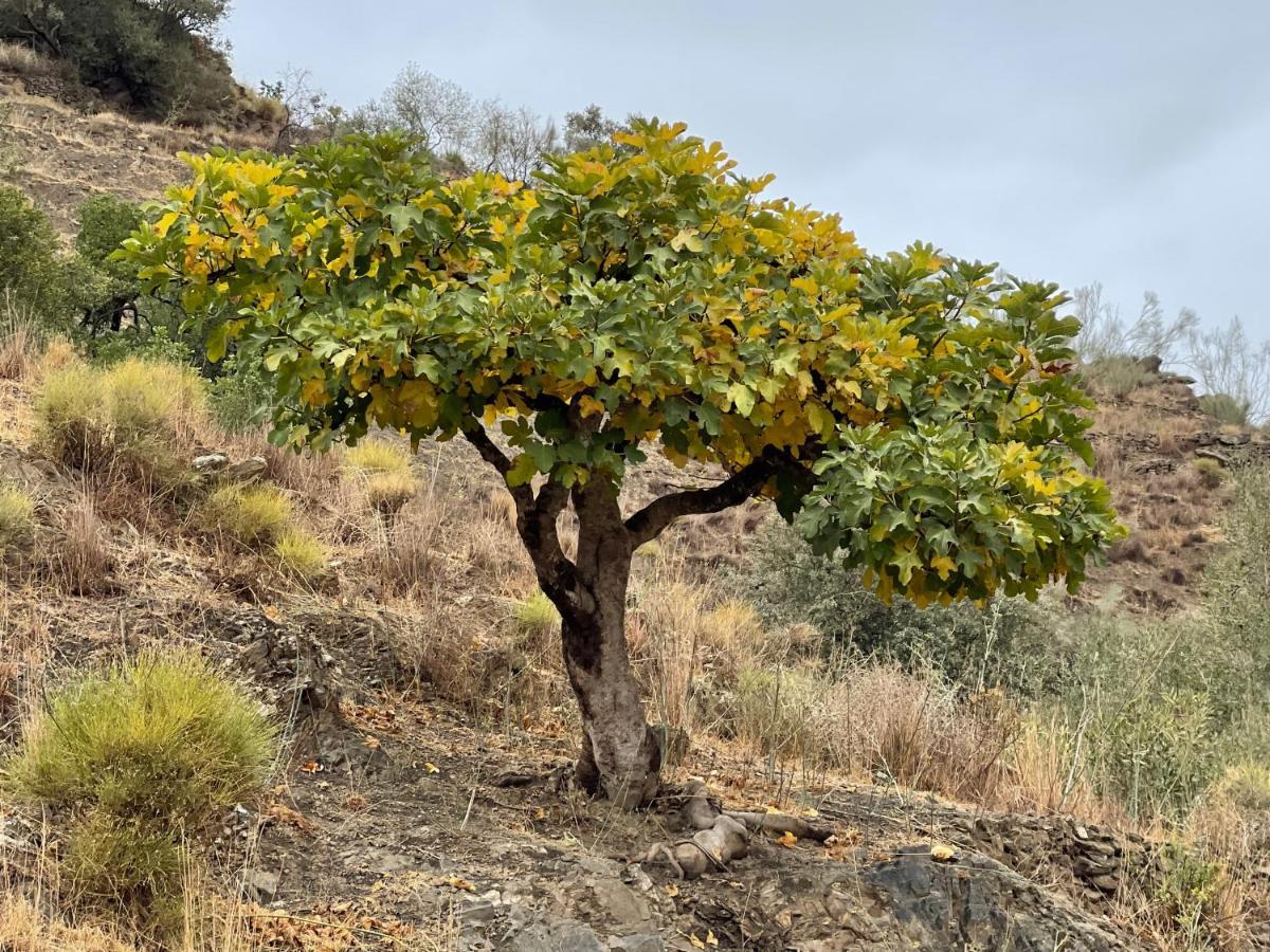 דירות Canillas de Aceituno Casa Del Limon מראה חיצוני תמונה